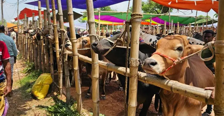 ঈশ্বরদীর অরণকোলা পশুর হাটে ক্রেতা কম, দর্শনার্থী বেশি | ঈদের আগে জমে উঠছে দরকষাকষি