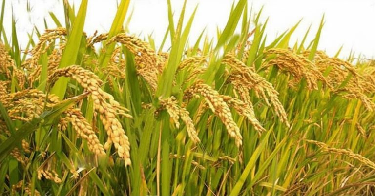 সোনার ধানের দেশ: সুতোর বুনন থেকে ভাতের থালা—বাঙালির যাপনচিত্রে ধান