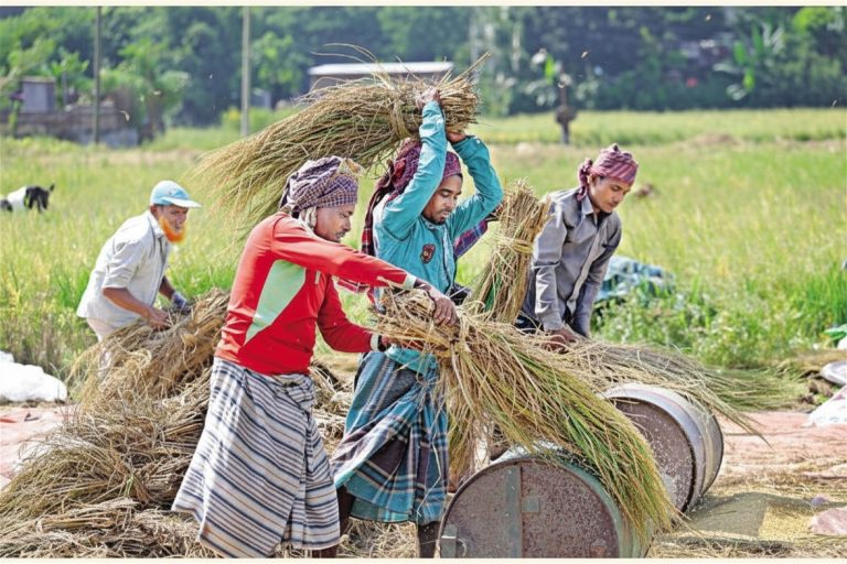 পাবনার কৃষি ও অর্থনীতি: উত্তরাঞ্চলের সমৃদ্ধির অন্যতম ভিত্তি