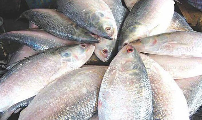 মেঘনার ইলিশ কেন আইনি সুরক্ষা পায়? জিআই ট্যাগ ও আমাদের খাবারের অধিকার