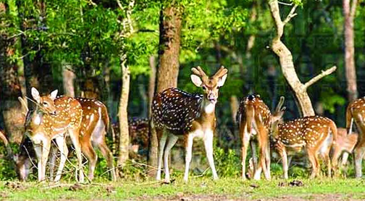 নিঝুম দ্বীপ: যেখানে মানুষের চেয়ে হরিণের সংখ্যাই বেশি! প্রকৃতির এক নির্জন স্বর্গ