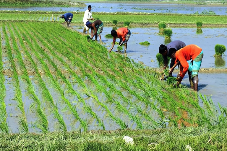 দ্যুতি ছড়াচ্ছে সবুজ আমন খেতঃ বাংলার কৃষির ভবিষ্যৎ ও সাধারণ মানুষের স্বস্তি ফেরাতে করণীয় কী?